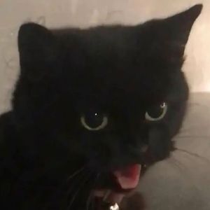 Meet your Posher, Genesis